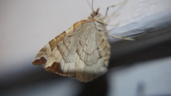 Eulithis molliculata