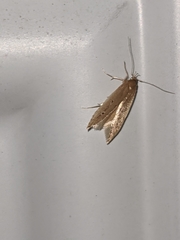 Limnaecia phragmitella