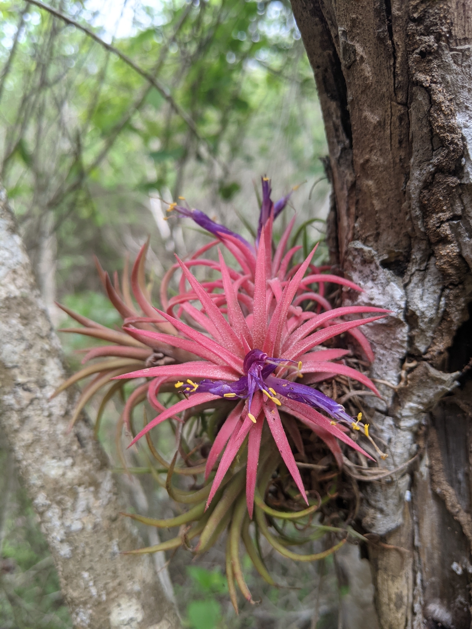 Tillandsia ionantha