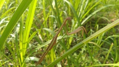 Tenodera sinensis