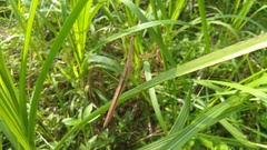 Tenodera sinensis