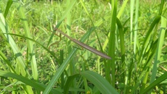 Tenodera sinensis