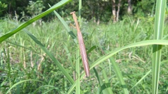 Tenodera sinensis