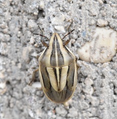 Aelia americana
