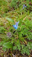 Corydalis sajanensis