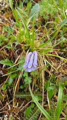Corydalis sajanensis
