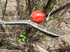 Peniocereus greggii greggii