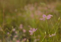 Sabatia brachiata