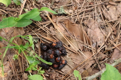 Bassariscus