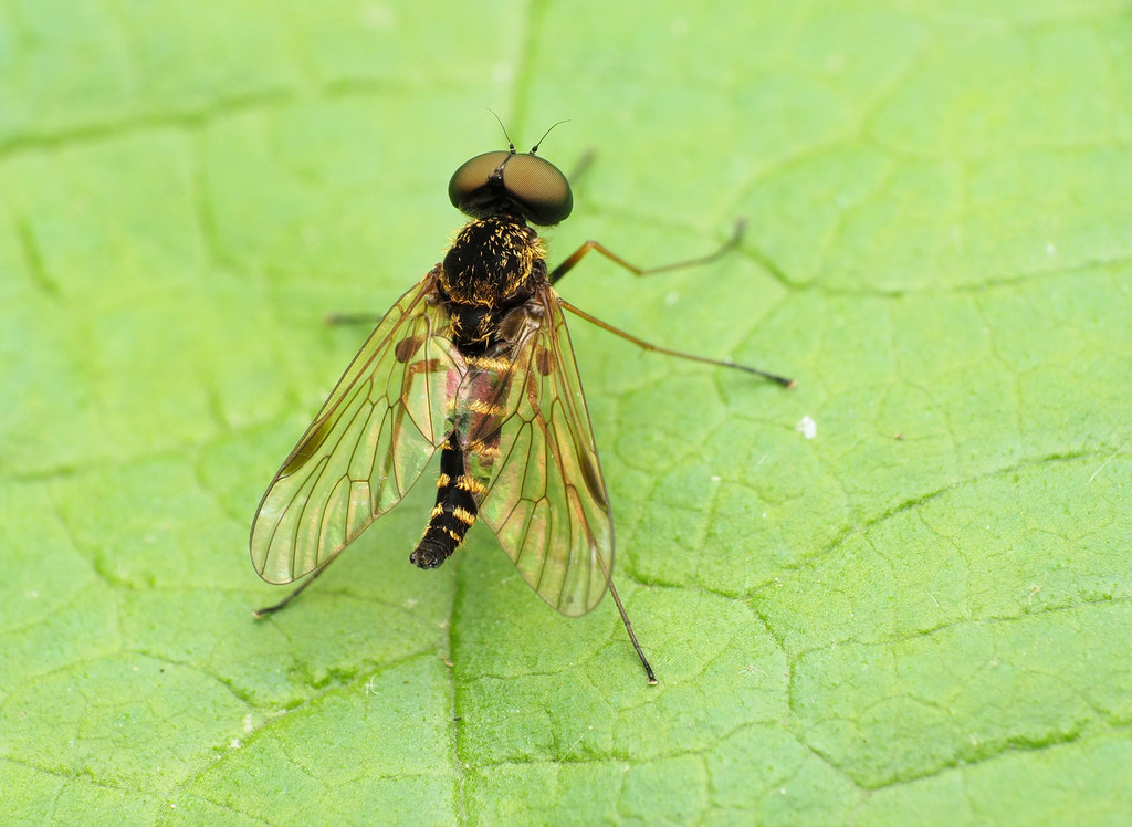 banded snipe fly