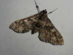 Nacoleia rhoeoalis