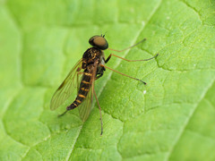 Chrysopilus fasciatus