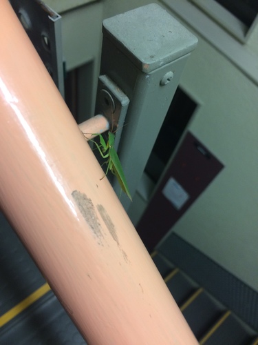 New Zealand Mantis