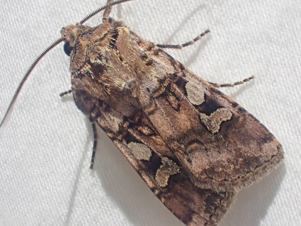 Lillooet Dart