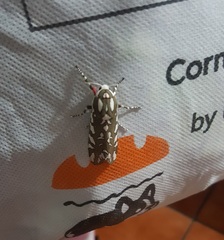 Arachnis dilecta