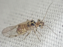 Teliapsocus conterminus