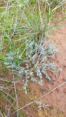 Chenopodium desertorum