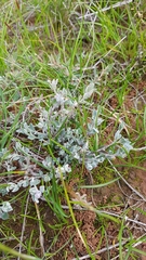 Chenopodium desertorum