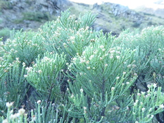 Veronica cupressoides