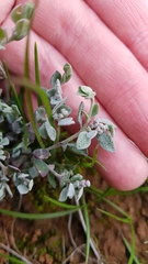 Chenopodium desertorum