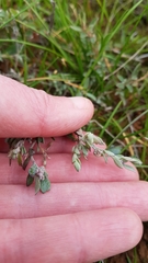 Chenopodium desertorum