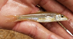 Notropis amplamala