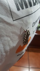 Arachnis dilecta