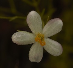 Sabatia difformis