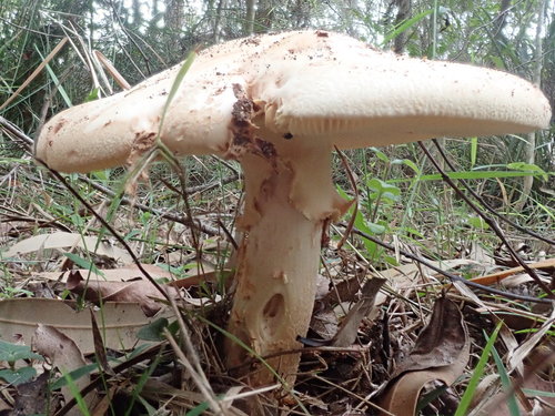 Amanita ochrophylloides D.A.Reid