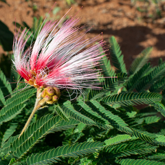 Calliandra dysantha