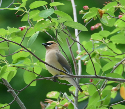 Cedar Waxwing photographed in New York