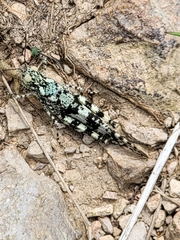 Trimerotropis saxatilis