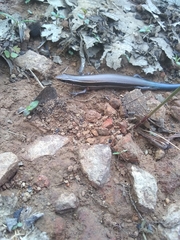 Plestiodon callicephalus