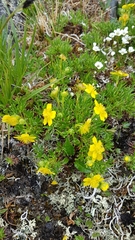 Potentilla biflora