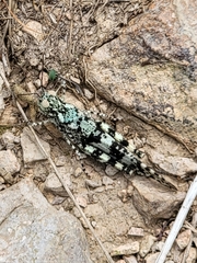 Trimerotropis saxatilis