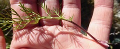 Anisotome brevistylis