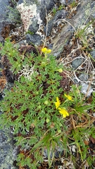 Potentilla biflora