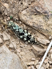 Trimerotropis saxatilis