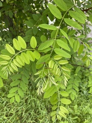 Robinia pseudoacacia