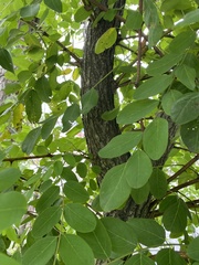 Robinia pseudoacacia