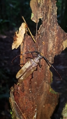 Orthomegas cinnamomeus