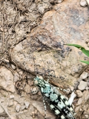 Trimerotropis saxatilis