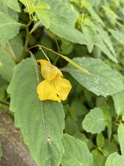 Impatiens noli-tangere