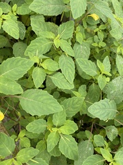 Impatiens noli-tangere