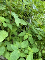 Impatiens noli-tangere