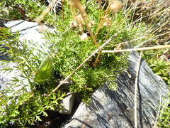 Anisotome brevistylis