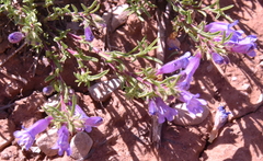 Penstemon crandallii