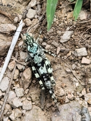 Trimerotropis saxatilis