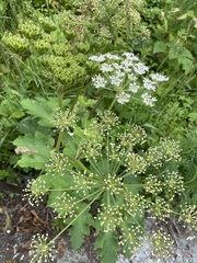Heracleum dissectum