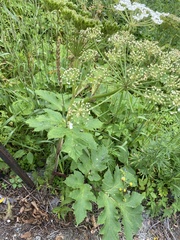 Heracleum dissectum